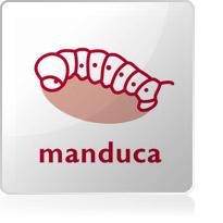 Manduca