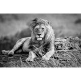 Tableau sur toile lion noir et blanc 30x45 cm thumbnail