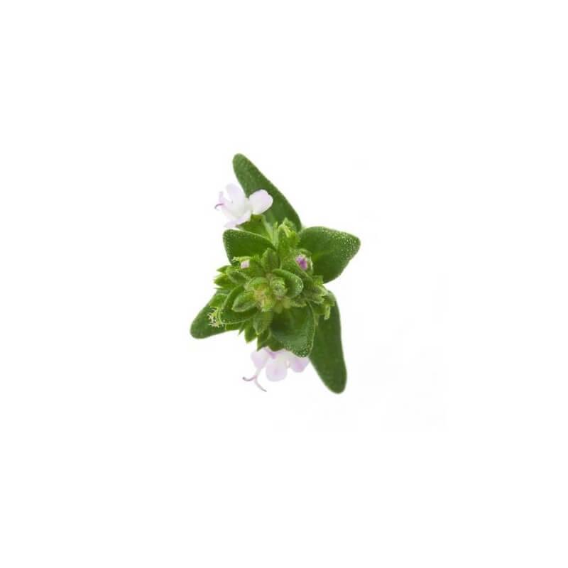 MARJOLAINE SYLVESTRE - Huile essentielle BIO - 10mL thumbnail