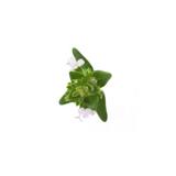 MARJOLAINE SYLVESTRE - Huile essentielle BIO - 10mL thumbnail