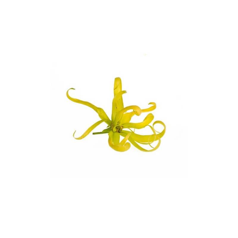 YLANG YLANG III - Huile essentielle BIO - 10mL thumbnail