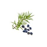 CADE - Huile essentielle BIO - 10mL thumbnail