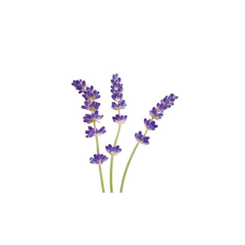 LAVANDE FINE - Huile essentielle BIO - 10mL thumbnail