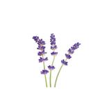 LAVANDE FINE - Huile essentielle BIO - 10mL thumbnail