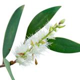 NIAOULI - Huile essentielle BIO - 100mL thumbnail