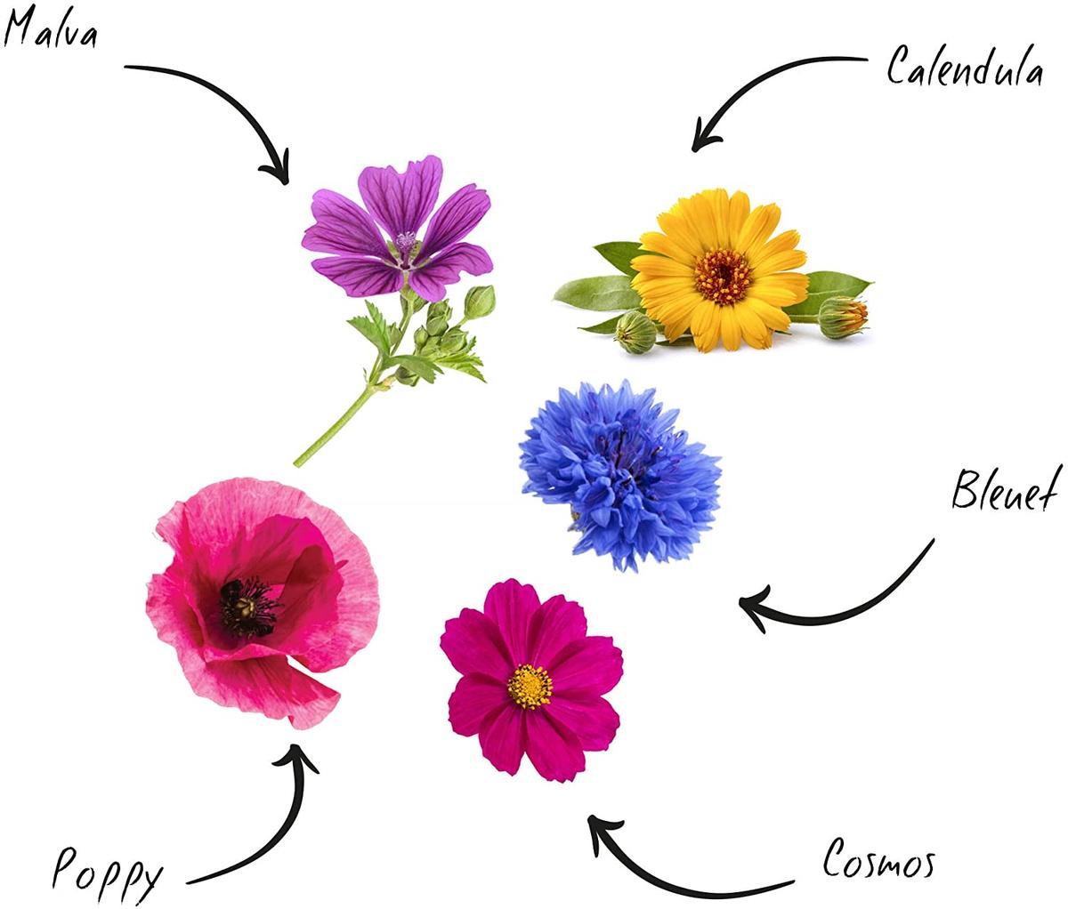 Mini Kit Graines Fleurs Comestibles BIO* thumbnail