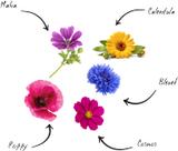 Mini Kit Graines Fleurs Comestibles BIO* thumbnail