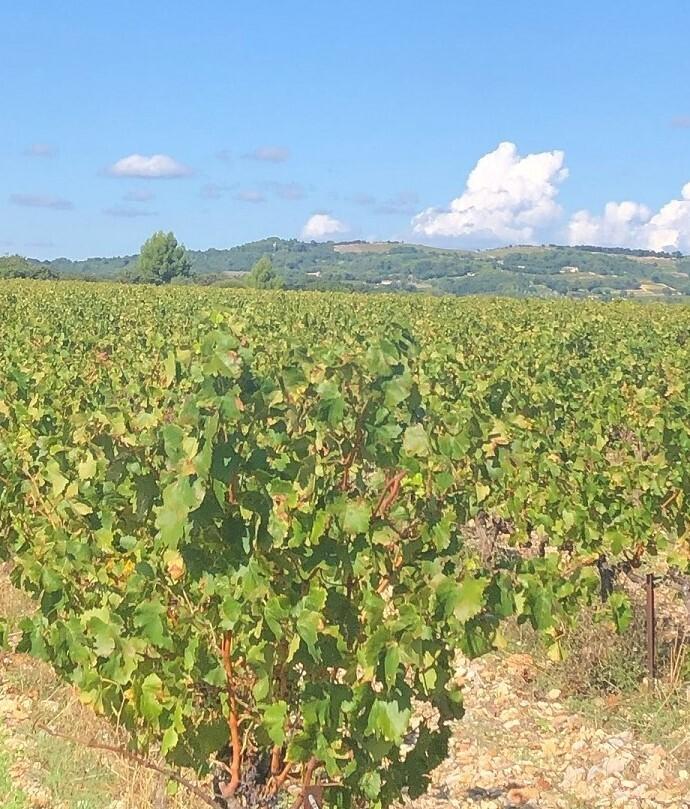AOP Côtes du Rhône rouge - 14%vol thumbnail