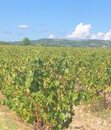 AOP Côtes du Rhône rouge - 14%vol thumbnail