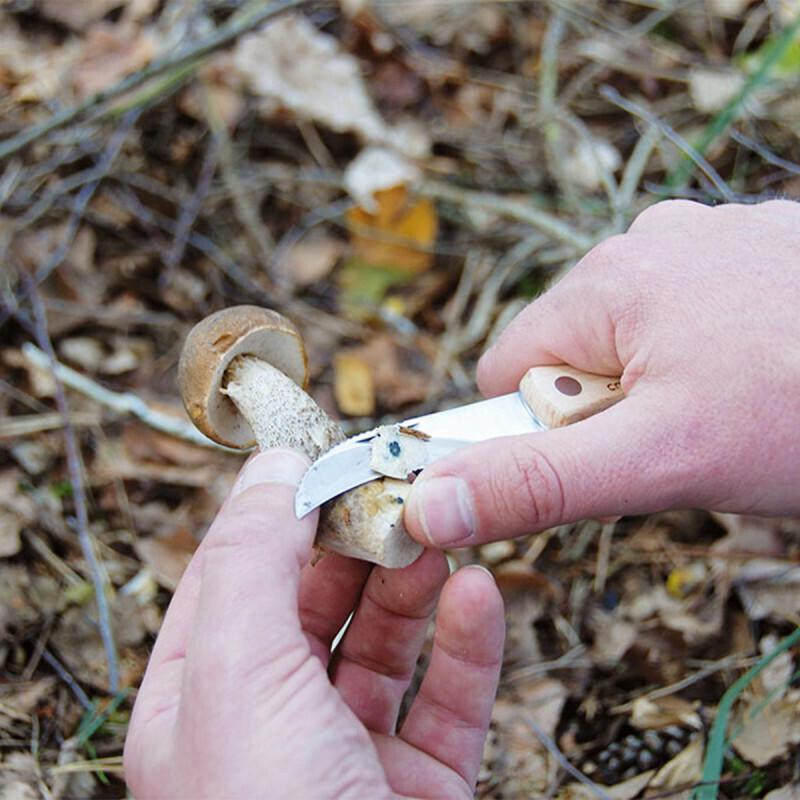 Couteau à champignons thumbnail