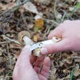 Couteau à champignons thumbnail