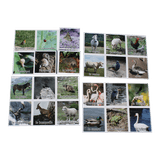 Loto Animaux thumbnail