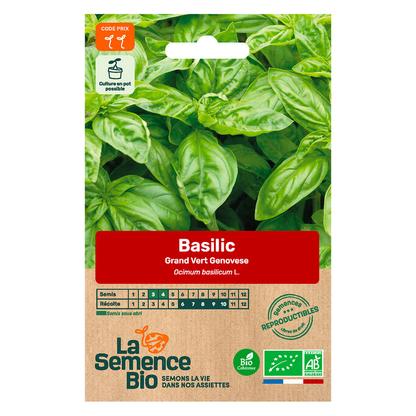 Graines de Basilic Genovese type Grand vert