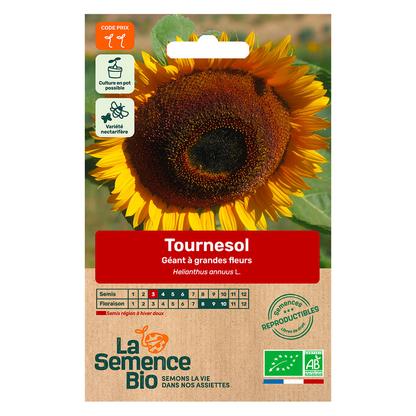 Graines de Tournesol géant