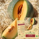 MELON Petit gris de Rennes - Graines Bio thumbnail