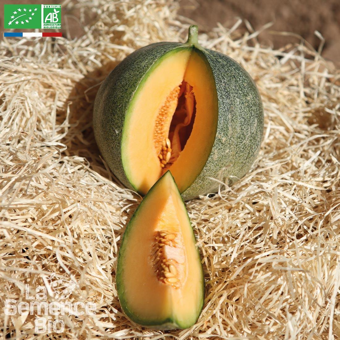 MELON Petit gris de Rennes - Graines Bio thumbnail
