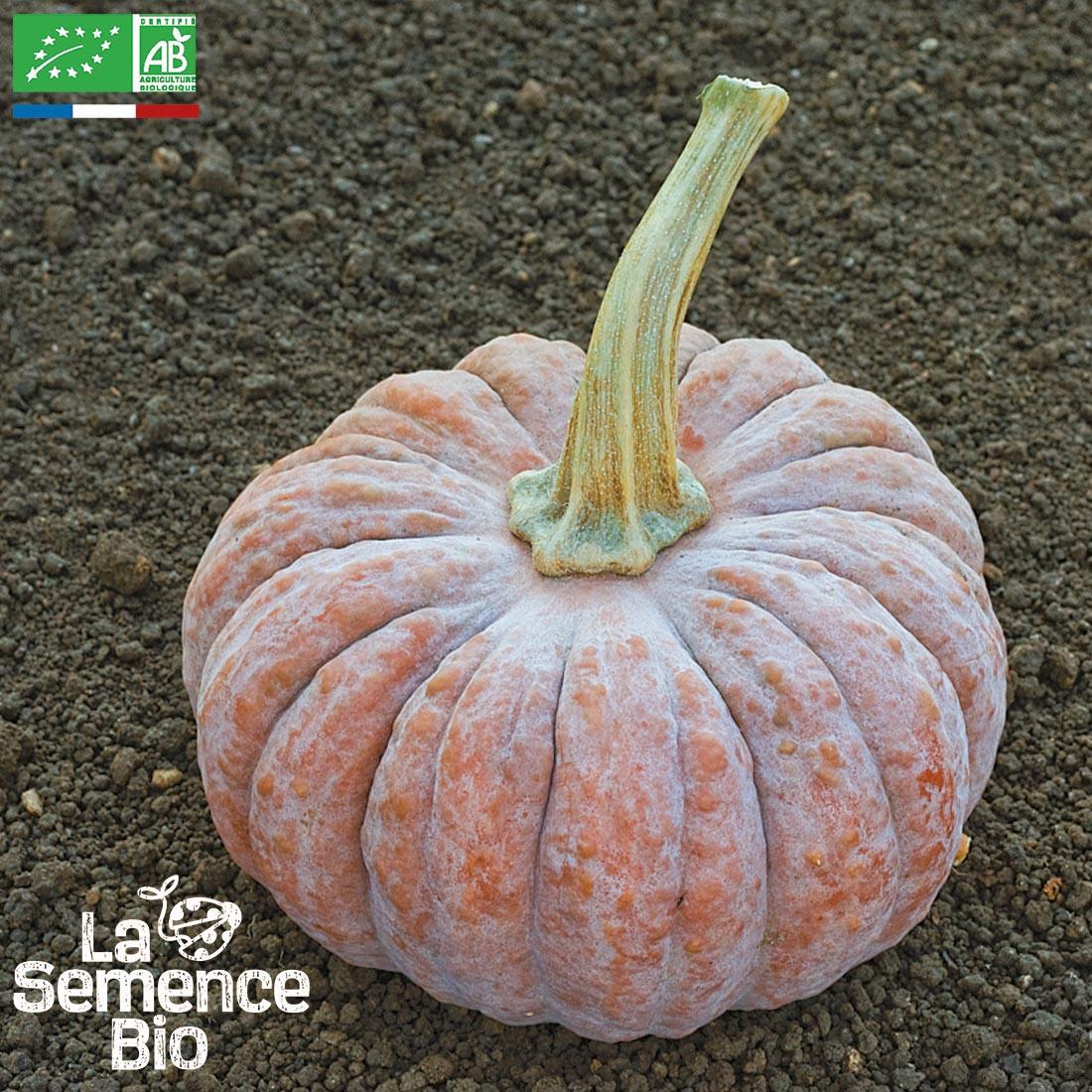 COURGE Futsu Black - Graines Bio thumbnail