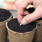 COURGE Futsu Black - Graines Bio thumbnail