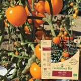 TOMATE Gold Nugget - Graines Bio thumbnail
