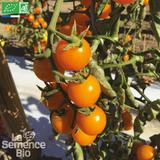 TOMATE Gold Nugget - Graines Bio thumbnail