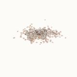 TOMATE Gold Nugget - Graines Bio thumbnail
