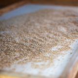 TOMATE Gold Nugget - Graines Bio thumbnail