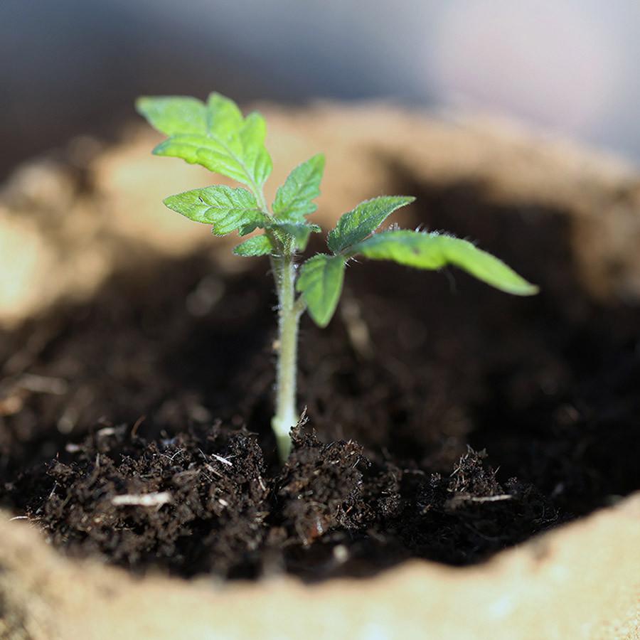 TOMATE Gold Nugget - Graines Bio thumbnail