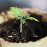 TOMATE Gold Nugget - Graines Bio thumbnail