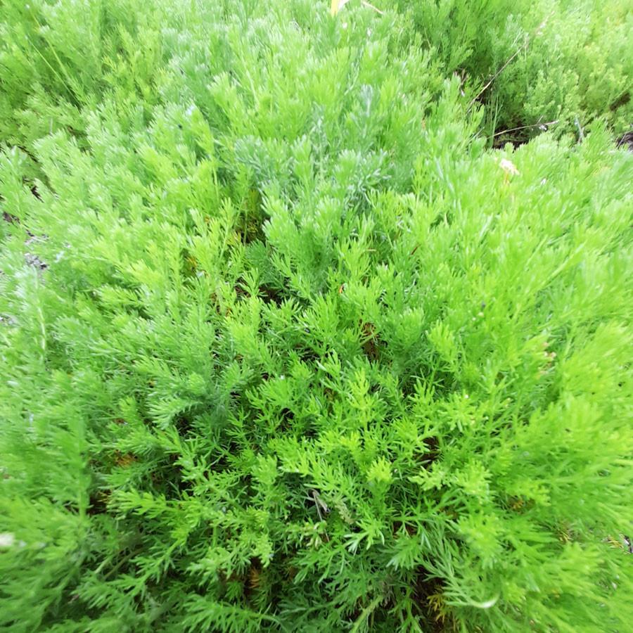 CAMOMILLE romaine - Graines Bio thumbnail