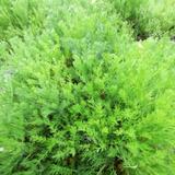 CAMOMILLE romaine - Graines Bio thumbnail