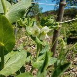 POIS mangetout à rame Ambrosia - Graines Bio thumbnail