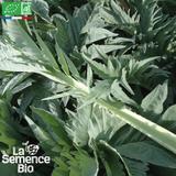 CARDON Blanco inerme - Graines Bio thumbnail