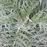 CARDON Blanco inerme - Graines Bio thumbnail