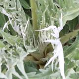 CARDON Blanco inerme - Graines Bio thumbnail