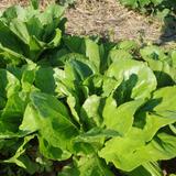 Graines de Laitue romaine Parris Island bio thumbnail