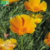 PAVOT de Californie - Graines Bio thumbnail