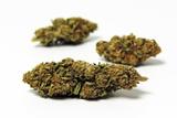Orange Bud (Indoor) - CBD 15,5% 2 Grammes thumbnail