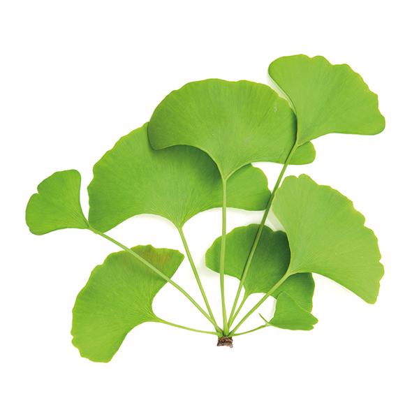 Ginkgo biloba BIO 40 gélules  thumbnail