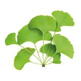 Ginkgo biloba BIO 40 gélules  thumbnail
