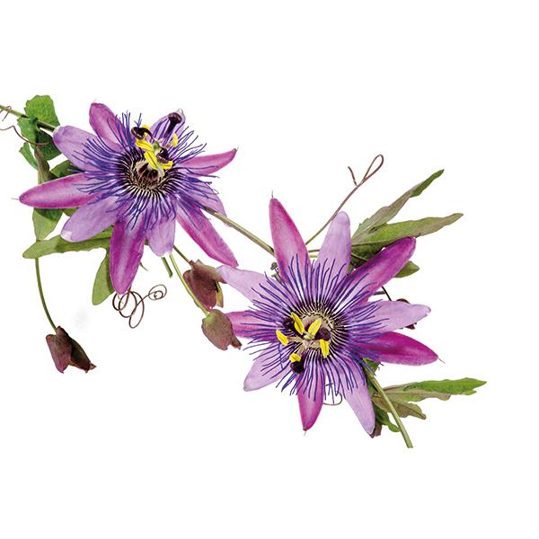 Passiflore BIO 40 gélules  thumbnail