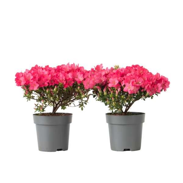 Rhododendron 'Azalea Anouk' - lot de 2 thumbnail