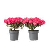 Rhododendron 'Azalea Anouk' - lot de 2 thumbnail