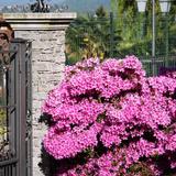 Rhododendron 'Azalea Anouk' - lot de 2 thumbnail