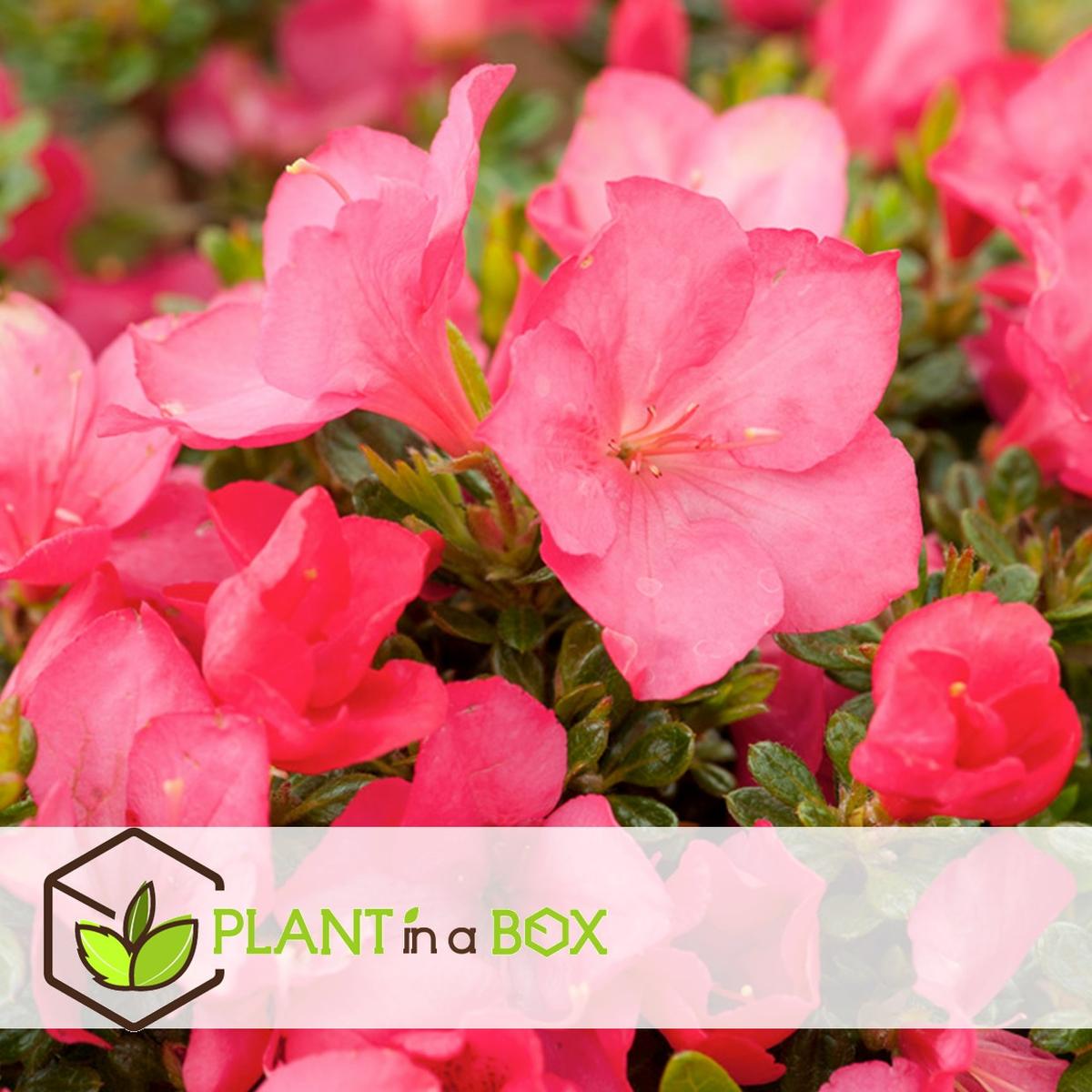 Rhododendron 'Azalea Anouk' - lot de 2 thumbnail
