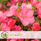 Rhododendron 'Azalea Anouk' - lot de 2 thumbnail