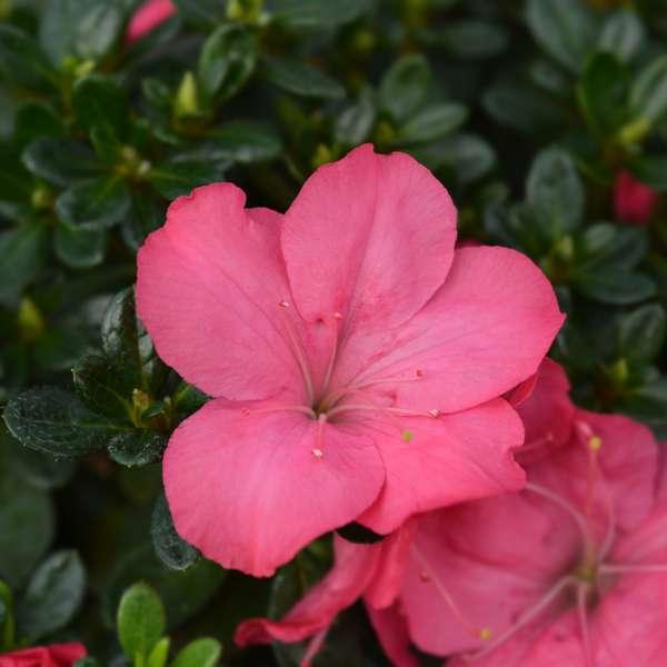 Rhododendron 'Azalea Anouk' - lot de 2 thumbnail