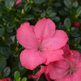Rhododendron 'Azalea Anouk' - lot de 2 thumbnail