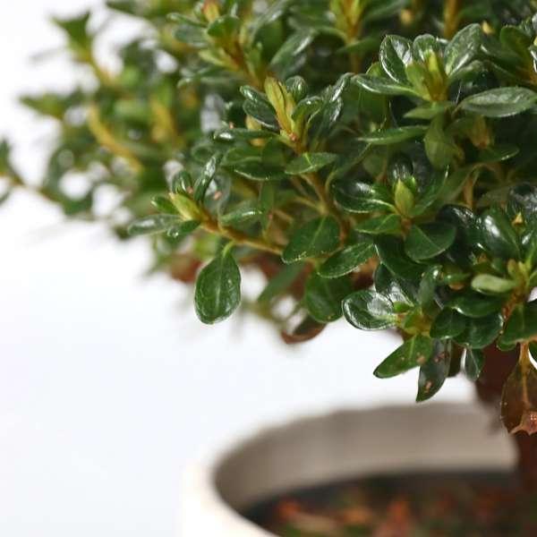 Rhododendron 'Azalea Anouk' - lot de 2 thumbnail