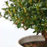 Rhododendron 'Azalea Anouk' - lot de 2 thumbnail