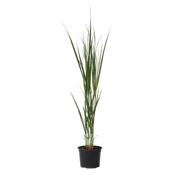 Panicum Northwind thumbnail